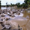 Understanding the Effects of Water Conservation on Ecosystems and Wildlife