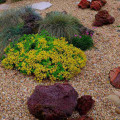 Xeriscaping and Drought-Resistant Plants: Save Water, Save the Environment