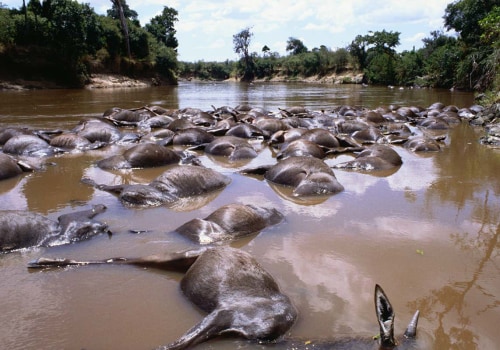 Understanding the Effects of Water Conservation on Ecosystems and Wildlife